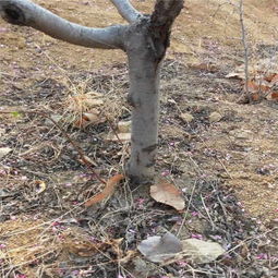 修文桃樹苗廠家——優質苗木，誠邀合作