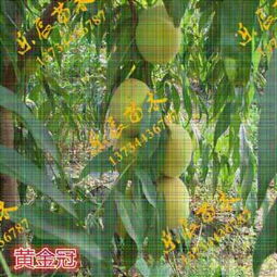 巨甜桃樹苗 新品種引領果樹苗木市場變革