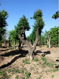 山東大型白丁香供應基地 優質苗木的生產與價格解析