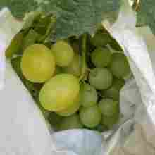 苗木 生命之始，未來之基