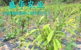 1-3公分李子苗批發價格及廠家直銷優勢解析