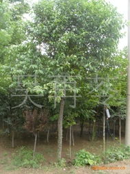 吳再苓綠化苗木產品列表