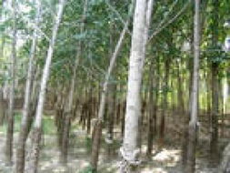 山東省濟寧秀冉苗木基地 優質苗木產品展示