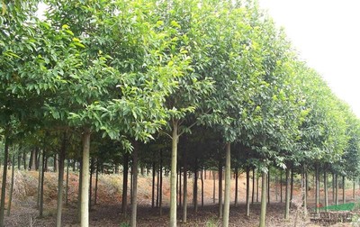 江西樂昌含笑苗木批發及人工智能應用軟件開發趨勢